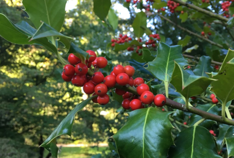 Europäische Stechpalme (Ilex aquifolium L.) beim Heilpflanzengarten. Foto: Deborah Schäfer