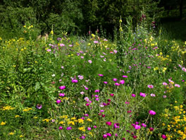 Jahreszeiten-Wildgarten