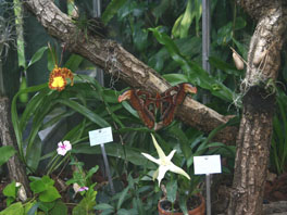 Vitrine Tropische Raupen und Schmetterlinge