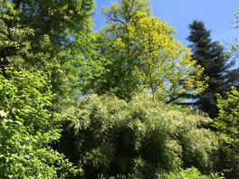 Waldgarten