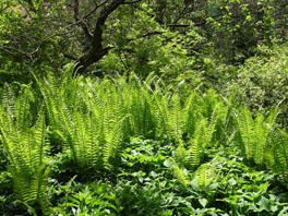 Arboretum Frühling