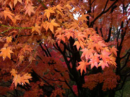 Arboretum Herbst