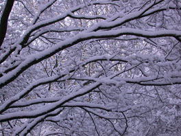 Arboretum Winter