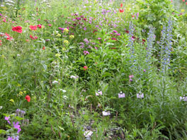 Raupen- und Schmetterlingsgarten