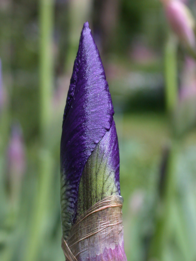 Deutsche Schwertlilie (Iris germanica) im Heilpflanzengarten