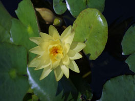 Gelbe Seerose (Nymphaea mexicana)  Nordamerikanisches Hochmoor