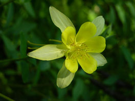 Gelbe Akelei (Aquilegia chrysantha)  Waldgarten