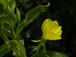 Zweijährige Nachtkerze (Oenothera biennis) Heilpflanzengarten