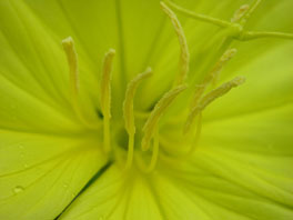 Zweijährige Nachtkerze (Oenothera biennis) Heilpflanzengarten