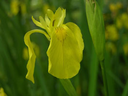 Gelbe Schwertlilie (Iris pseudacoris) Teich