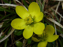 Winterling (Eranthis hyemalis) Grünflächen