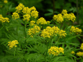 Farnrauke (Hugueninia tanacetifolia) Alpinum Pyrenäen