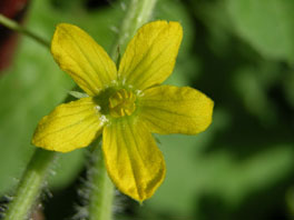 Koloquinte (Citrullus colocynthis) Heilpflanzengarten