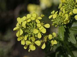 Weisser Senf (Sinapis alba) Heilpflanzengarten