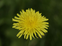 Gewöhnlicher Löwenzahn (Taraxacum officinale) Grünflächen