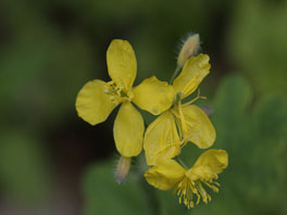 Schöllkraut (Chelidonium majus) Heilpflanzengarten