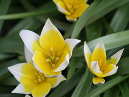 Spätblühende Tulpe (Tulipa tarda) Steppenhaus
