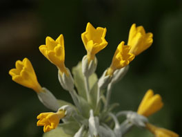 Palinuri-Primel (Primula palinuri) Mittelmeerhaus