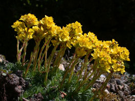 Friedrich-Ferdinand-von-Sachsen-Coburg-Steinbrech (Saxifraga ferdinandi-coburgii) Alpinum Kalktuff