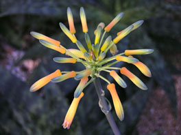 Aloe saponaria Sukkulentenhaus