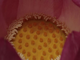 Indische Lotusblume (Nelumbo nucifera) Wasser- und Sumpfpflanzen