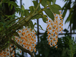 Dendrobium thyrsiflorum Orchideenhaus