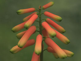 Kletteraloe (Aloe ciliaris) Sukkulentenhaus