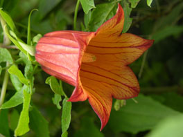 Kanarenglocke (Canarina canariensis) Sukkulentenhaus