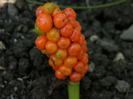 Gefleckter Aronstab (Arum maculatum) Heilpflanzengarten