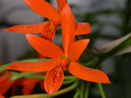 Guariante aurantiaca Orchideenhaus