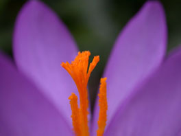 Nacktblütiger Krokus (Crocus nudiflorus) Alpinum Pyrenäen