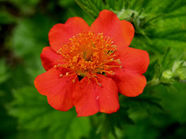 Scharlachrote Nelkenwurz (Geum coccineum) Alpinum Kalktuff