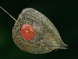 Lampionblume (Physalis alkekengi) Heilpflanzengarten