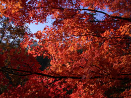 Fächer-Ahorn (Acer palmatum) Arboretum