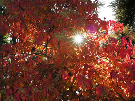 Sauerbaum (Oxydendrum arboreum) Waldgarten