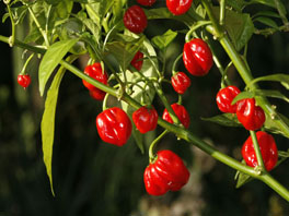 Habanero (Capsicum chinense) Kübelpflanzen Nachtschattengewächse