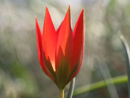 Tulipa orphanidea Steppenhaus