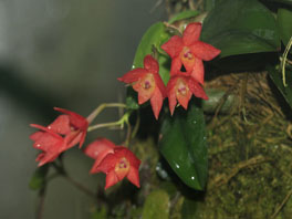 Cattleya alagoense  Orchideenhaus