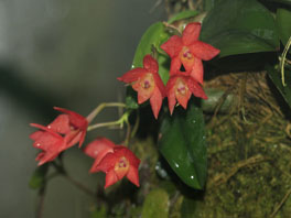 Cattleya alagoense  Orchideenhaus