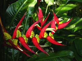 Scharlachrote Hummerschere (Heliconia bihai) Palmenhaus