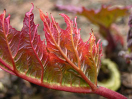 Kron-Rhabarber (Rheum palmatum ssp. tanguticum)  Heilpflanzengarten