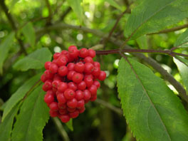 Roter Holunder (Sambucus racemosa) Schmetterlings- und Raupengarten