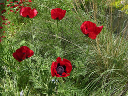 Armenischer Mohn (Papaver bracteatum) Steppenhaus