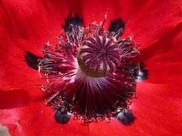 Mohn (Papaver sp.) Asien