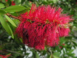 Prächtiger Zylinderputzer (Callistemon rigidus) Australien