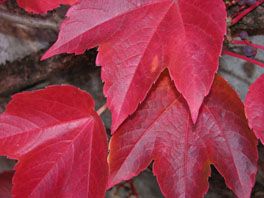 Dreispitzige Jungfernrebe (Parthenocissus tricuspidata 'Veitchii') am Sukkulentenhaus