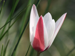 Tulipa clusiana var. clusiana Steppenhaus