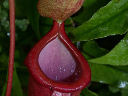 Nepenthes alata Orchideenhaus