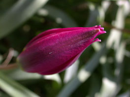 Tulipa violacea Steppenhaus