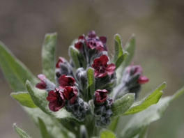 Echte Hundszunge (Cynoglossum officinale) Heilpflanzengarten